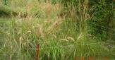 Phytotechnologies - Parcelle expérimentale de l'INERIS située à Lallaing