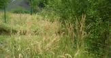 Parcelle expérimentale Ineris sur site traité par phytotechnologie
