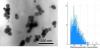 Extraction enzymatique de TiO2 dans des poumons de rats - cliché MET et granulométrie par SP-ICP-MS et sédimentation 