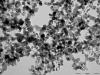 TiO2 nano particulaire au microscope électronique Ineris